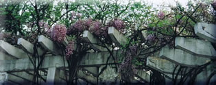 Wisteria Vine